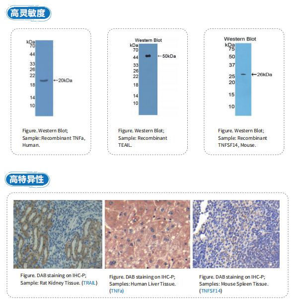 云克隆肿瘤坏死因子类抗体