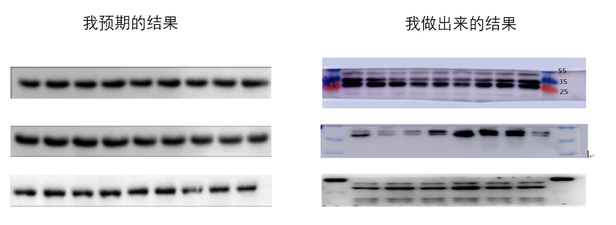 小优细节君： Actin也能多条带？