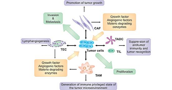 细胞因子与癌症