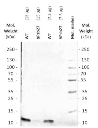 抗Psb27-H1|光系统II修复蛋白27促销中