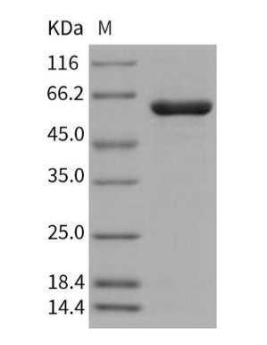 Assay Genie人PTPN2/PTPT重组蛋白(RPES3671)