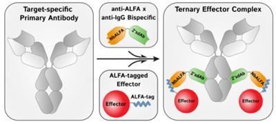 NanoTag-抗ALFA x抗IgG双特异性抗体限时现货直降，囤货正当时！