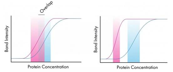 WB实验总做不好，那么如何进行WB实验质控呢？