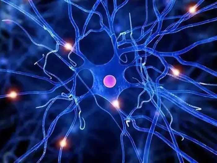 细胞百科之神经元细胞