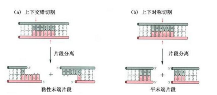 常见的传统载体构建系统