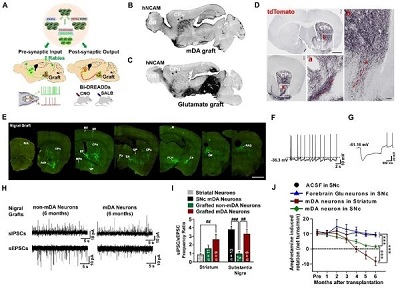 通过解析帕金森病模型鼠脑内移植的人多巴胺能神经元重构的神经环路