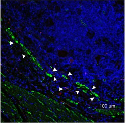 Bio-techne|选好对照，给实验上道保险