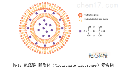 Clodronate Liposomes体内巨噬细胞清除利器-靶点科技微课堂讲解