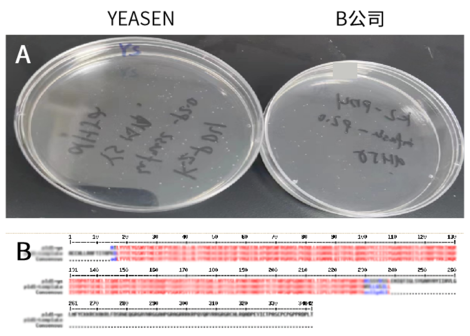 市场好评 | 6 μL超小体系连接，一步法快速克隆连接效率超乎你的想象！
