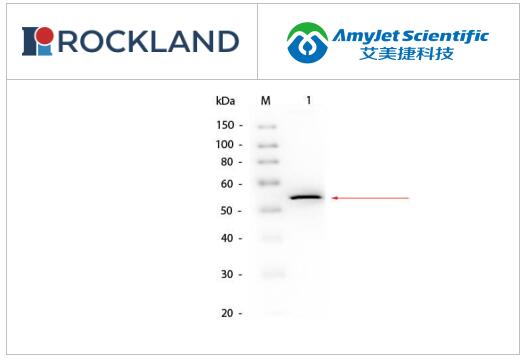 Rockland甘油激酶抗体生物素偶联物丨山羊多克隆