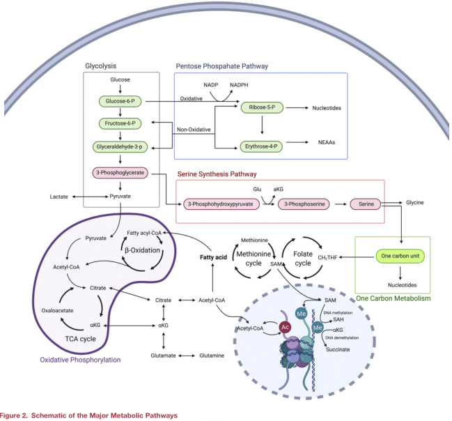 Cell Metabolism︱关乎细胞命运的糖代谢