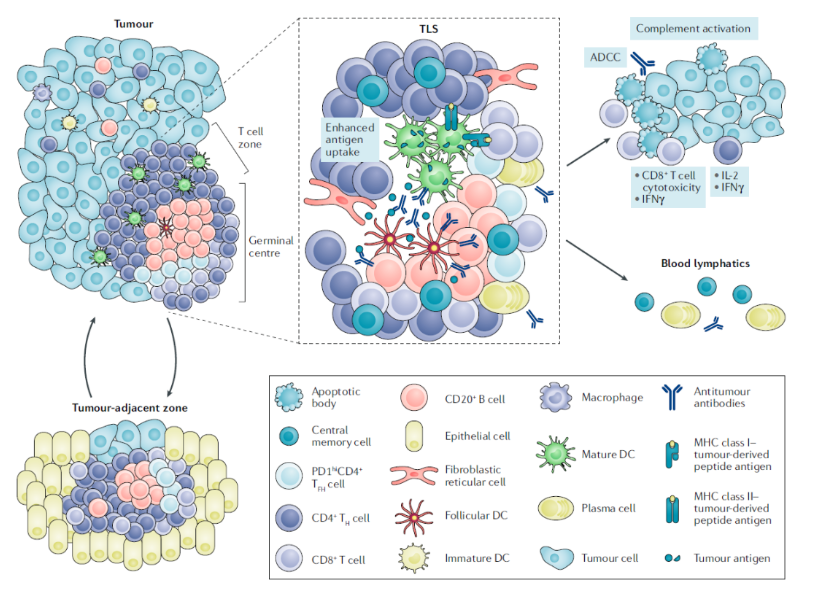 mIHC多色技术在三级淋巴结构TLS研究中的应用分享