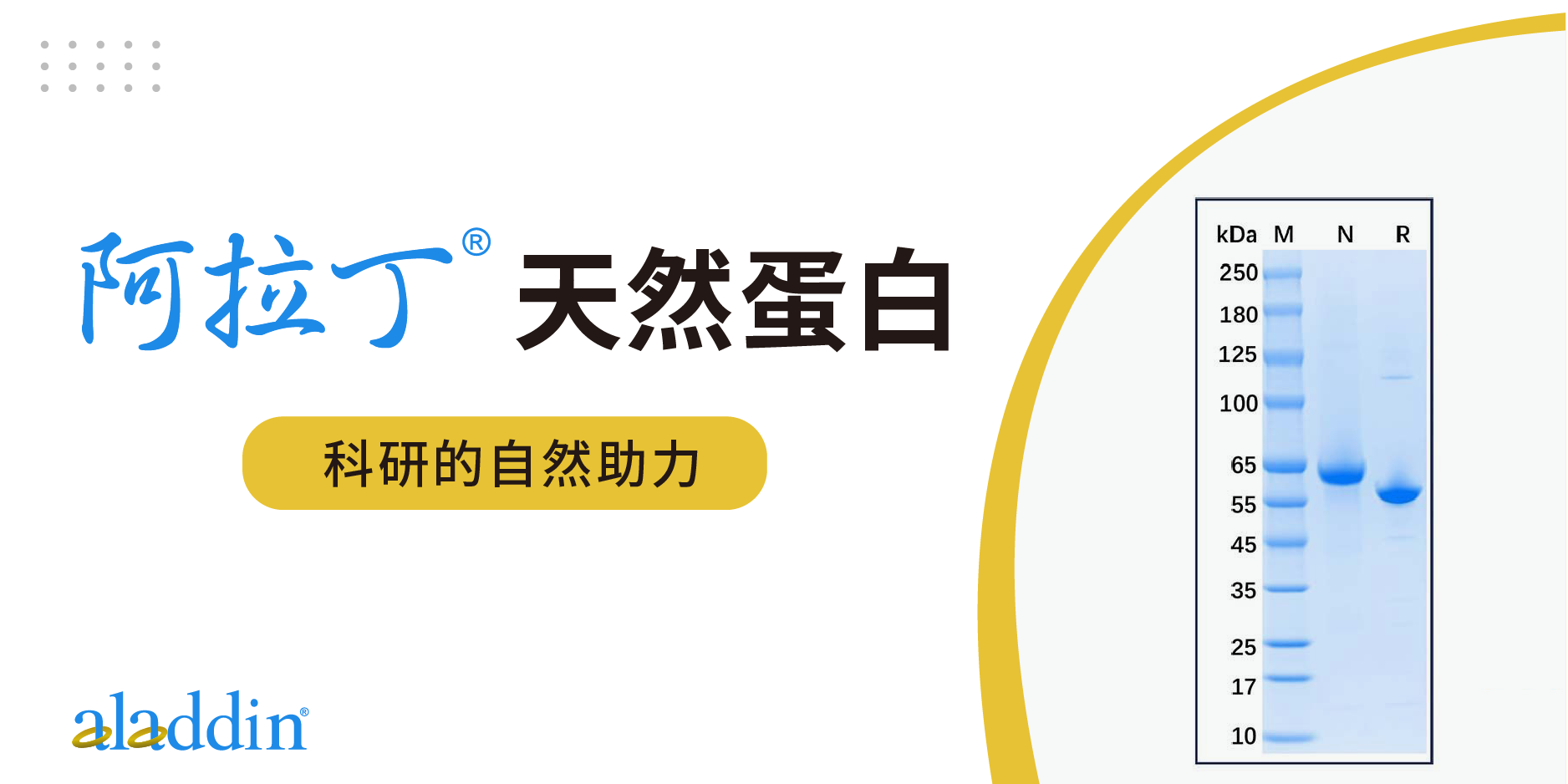 阿拉丁天然蛋白：科研的自然助力