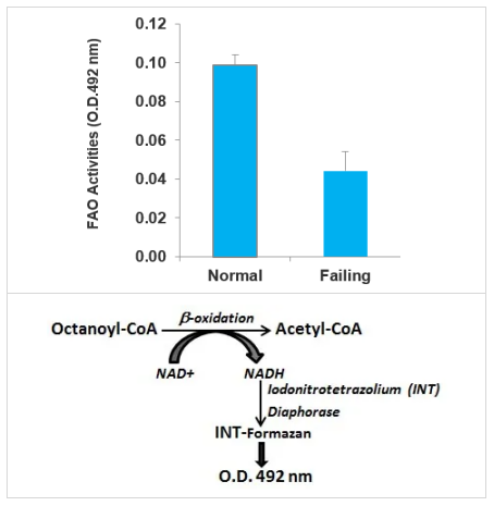 Assay Genie高灵敏度脂肪酸氧化 (FAO) 检测试剂盒的应用