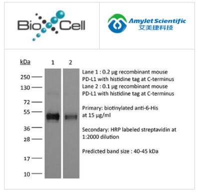 BioXCell丨艾美捷ReadyTag抗6-His解决方案 BioXCell丨艾美捷ReadyTag抗6-His解决方案