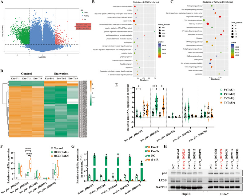 外泌体和细胞自噬