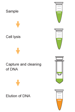 ENZO丨Enzo Life Sciences/艾美捷AMPIXTRACT™通用组织切片DNA分离