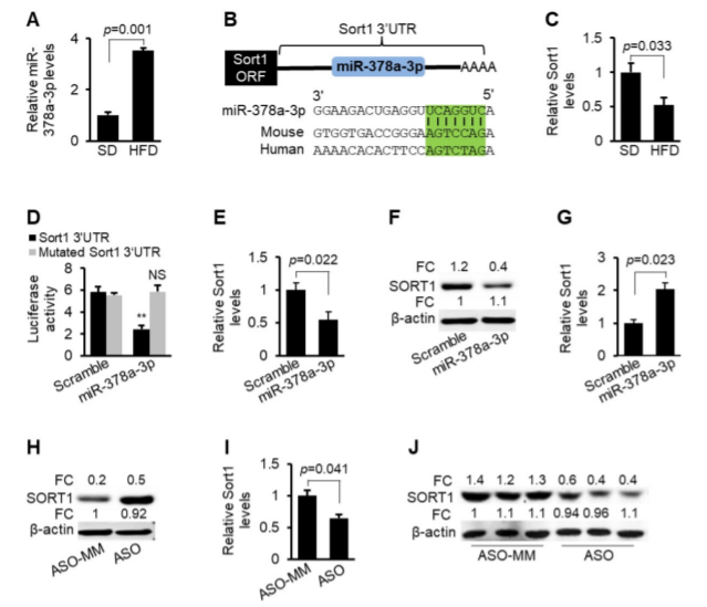 Duang duang duang~ 活体转染第四弹