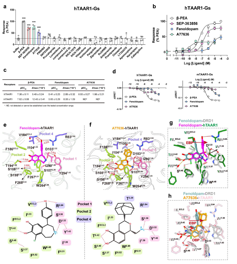 恭贺我司客户两篇Nature背靠背!揭秘TAAR1在药物成瘾和精神类疾病治疗中的巨大潜力!