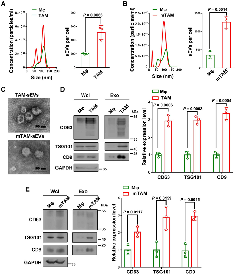 外泌体技术服务