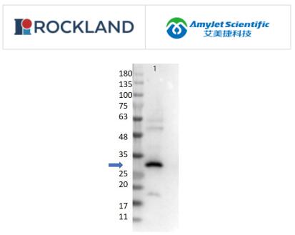 Rockland 艾美捷代理RFP抗体说明书 Rockland 艾美捷代理RFP抗体说明书