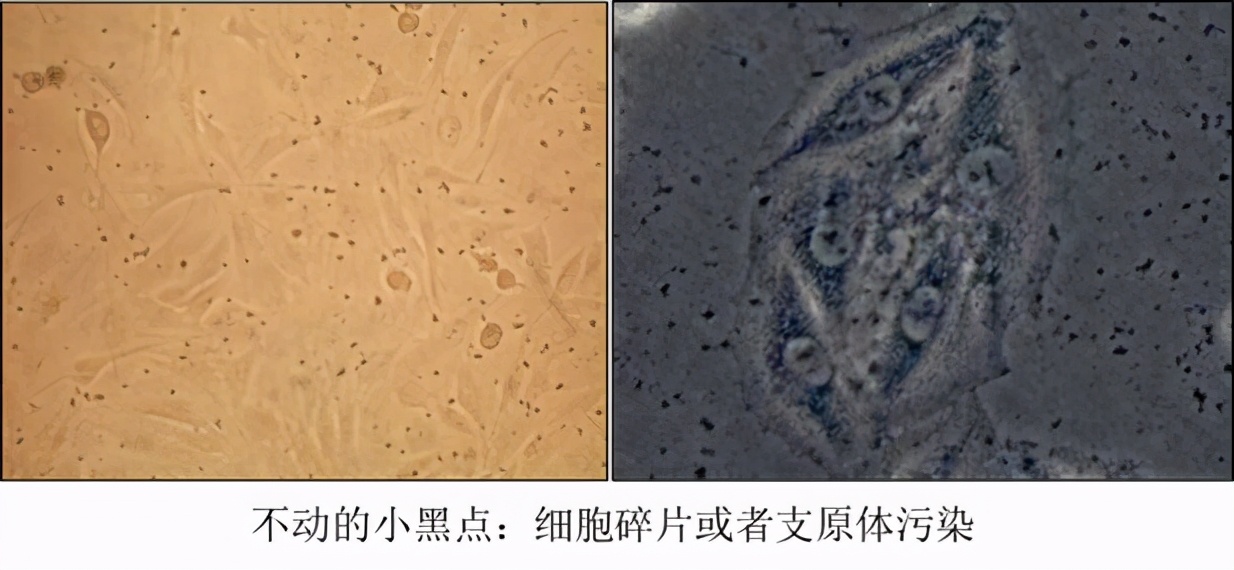 为什么细胞养不好？你知道哪些养细胞的技巧？