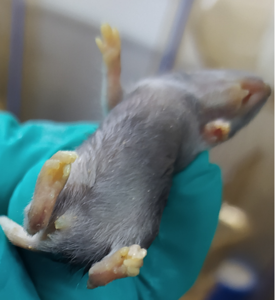 鼠皮肤状态异常怎么办