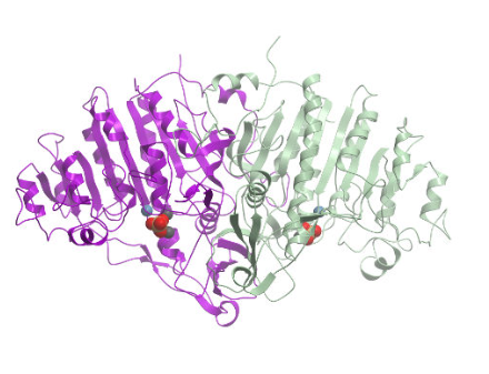 Jackson丨Jackson艾美捷二级抗体报告酶结合物