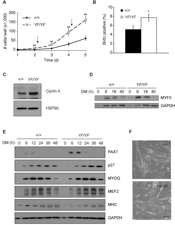 Creb1基因编辑小鼠