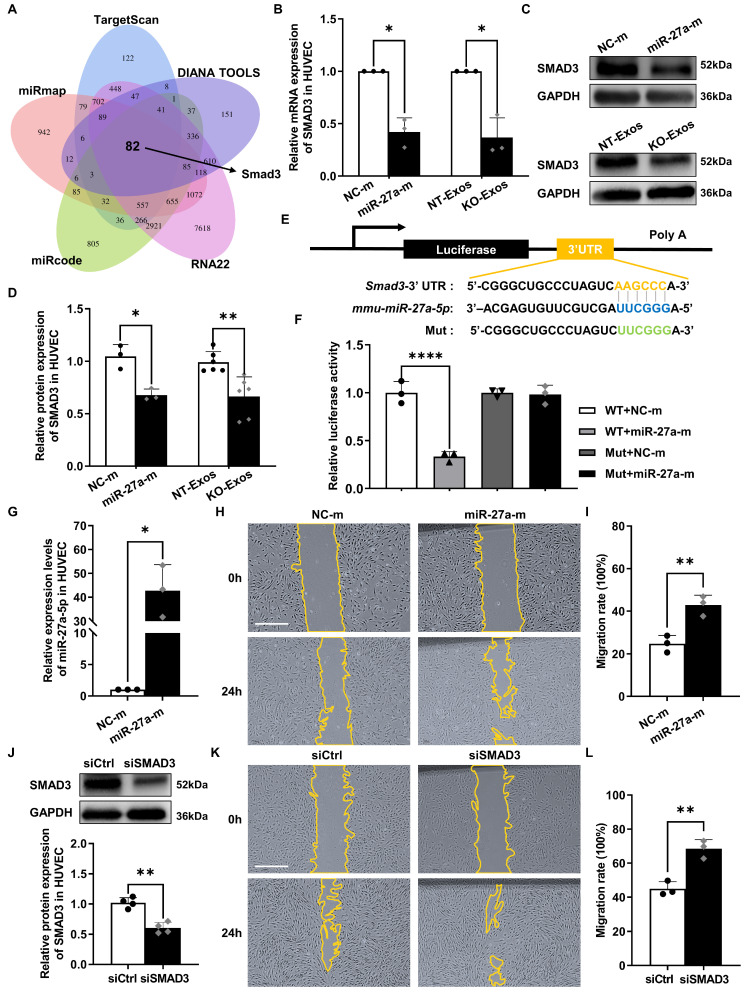 外泌体提取鉴定