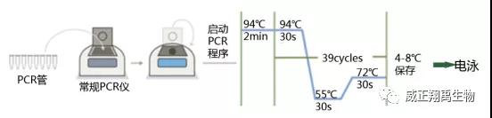 怎样给细胞做支原体筛查