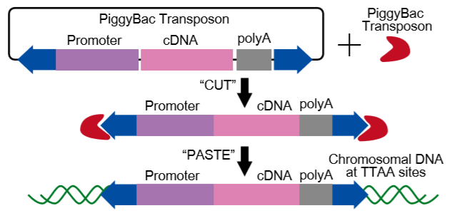 图5. PB转座子系统.png