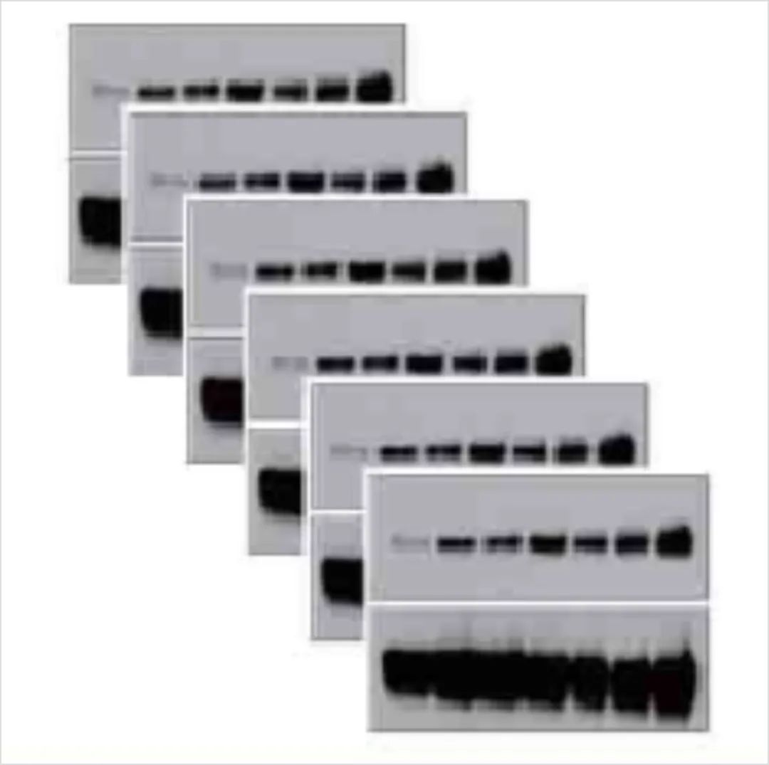 助力高分文章的利器：高效多因子技术！