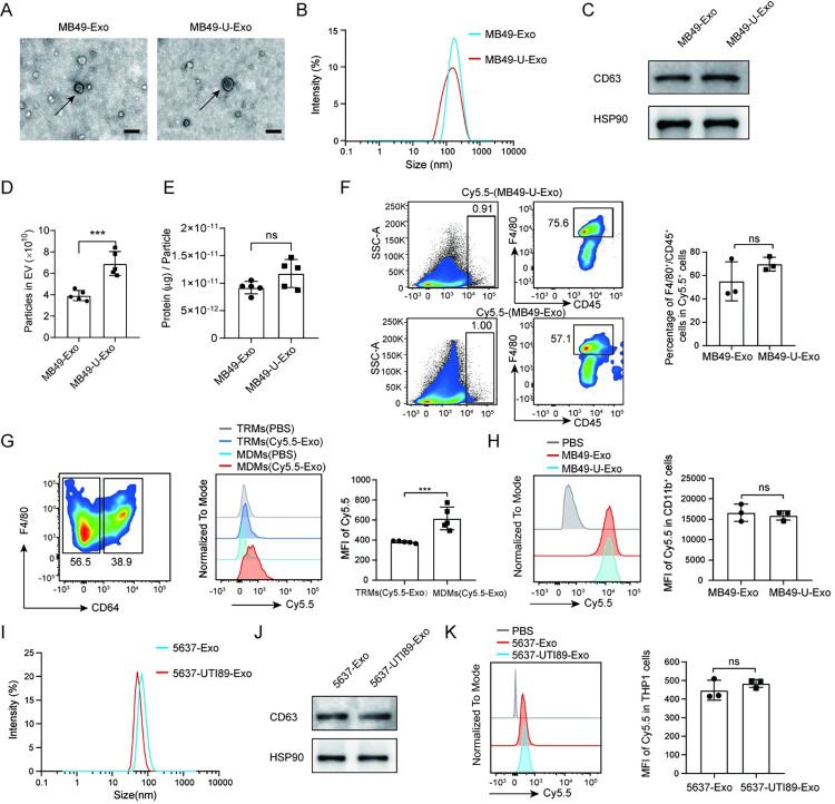 乐备实支持文献丨LabEx助力外泌体释放治疗尿路感染研究