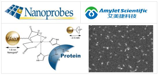 Nanoprobes高分辨率 EM 和印迹新技术:NTA-Ni(II)-Nanogold Nanoprobes高分辨率 EM 和印迹新技术:NTA-Ni(II)-Nanogold