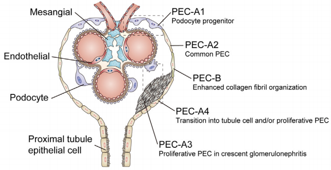 多色文献分享：肾小球壁层上皮细胞的生物学特性与多样性