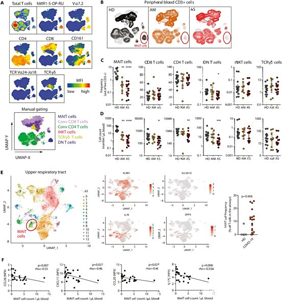 【Science子刊】MAIT细胞过度激活与重度COVID-19有关
