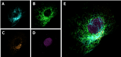 NanoTag-FluoTag-X2抗小鼠IgG1 促销开启，科研采购新选择