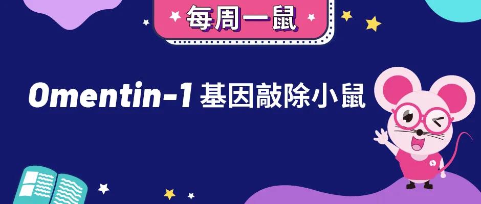 【每周一鼠】Omentin-1基因敲除小鼠与慢性炎症性疾病