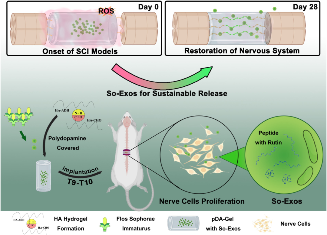 植物来源外泌体研究近期进展