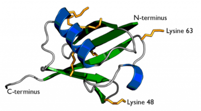 NanoTag-sdAb抗泛素K48生物素，现货促销，低价抢购正当时