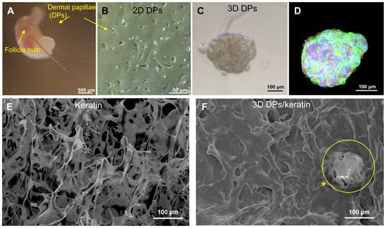 可以促进毛发再生的微小核糖核酸