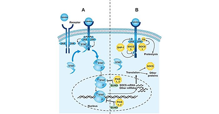 细胞因子信号转导