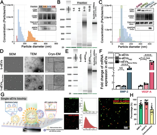 外泌体技术服务 外泌体技术服务