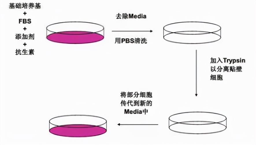 细胞培养注意事项~传代