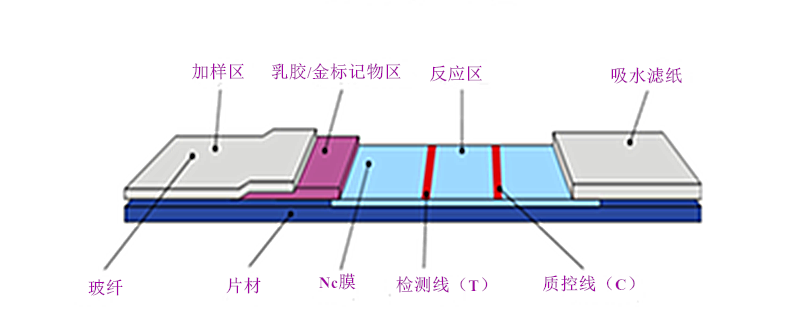 免疫层析技术—胶体金免疫层析