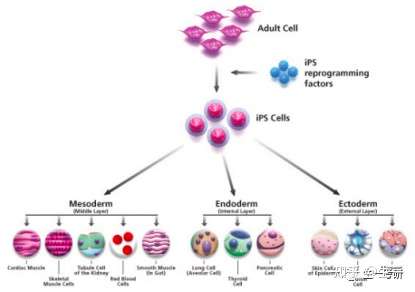 IPS诱导多能行干细胞的介绍