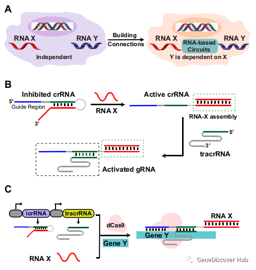 文献分享 | 通过RNA置换组装控制的CRISPR/Cas9功能的人工基因连接