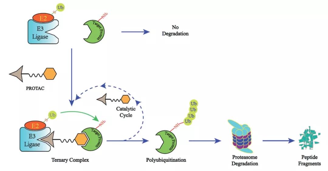 BIAcore助力PROTAC研发和药理学检测
