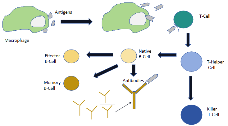 细胞因子风暴标志物—白介素6（IL-6）